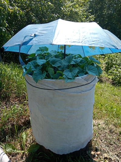 A blue umbrella is propped open over a tall, white fabric grow bag filled with lush green cucumber plants. The umbrella, patterned with yellow flowers, provides shade to the young plants, suggesting a need to protect them from intense sunlight. The grow bag itself is cylindrical and appears to be made of a sturdy, woven material, with a dark drawstring cinching the top. The bag is placed outdoors in a garden setting, with dry grass and dirt visible around its base. In the background, a dense wall of green foliage from trees or bushes creates a natural backdrop. The lighting suggests it is daytime, possibly sunny, given the presence of the umbrella. The scene is peaceful and focused on nurturing the plants, hinting at gardening or cultivation activity. There is no visible text in the image. The location is identified as Жгунскі сельскі Савет, Belarus.
