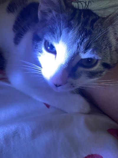 A close-up, overhead shot shows the face of a tabby and white cat illuminated by a bright blue light. The cat's left eye is wide open, reflecting the light, while its right eye is partially closed. The cat's fur is mostly white on its face and chest, with gray and black tabby markings on its head and back. The cat is lying on a white surface that appears to be fabric, possibly a bed or blanket, with some faint red markings. The lighting creates a stark contrast between the brightly lit areas and the shadows, emphasizing the cat's features. The background is out of focus, but it appears to be a textured surface, possibly clothing. The image was taken in Citrus Heights, United States of America.