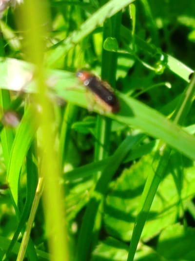 The image shows a close-up view of a dark brown beetle with lighter brown markings on its back, resting on a blade of bright green grass. The beetle is positioned horizontally across the blade of grass, with its head facing towards the left side of the frame. Its body is segmented, and it has visible legs tucked underneath. The grass is lush and appears to be in an outdoor environment, possibly a park or garden, with other blades of grass and green foliage blurred in the background. The lighting suggests it is daytime, with some highlights on the grass indicating natural light. The location is not identifiable from the image itself.
