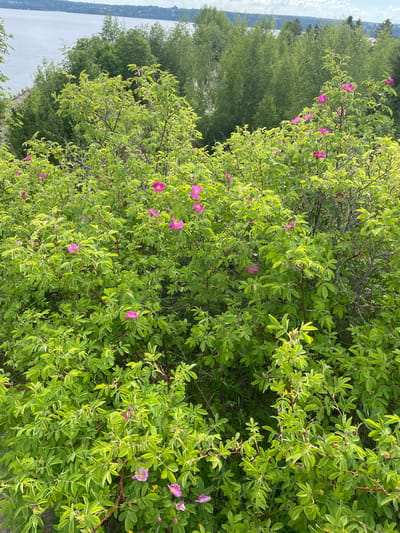 The image displays a vibrant natural outdoor scene, likely captured from a vantage point overlooking a body of water. In the foreground and mid-ground, a dense, leafy bush with numerous bright pink flowers is prominent. The flowers are five-petaled and scattered throughout the lush green foliage, which appears well-lit by natural sunlight, indicating daytime conditions. Behind this flowering bush, a line of taller green trees, possibly deciduous species, forms a dense band across the middle distance. Further in the background, a wide body of water, resembling a lake or large river, stretches towards the horizon, beneath a pale, bright sky. The overall impression is one of serene natural beauty. No specific activity is taking place, and no people or artificial objects are visible in the frame. There is no discernible text within the image. The setting suggests a natural, possibly elevated, landscape consistent with the provided location context of Пятый километр, Russia.