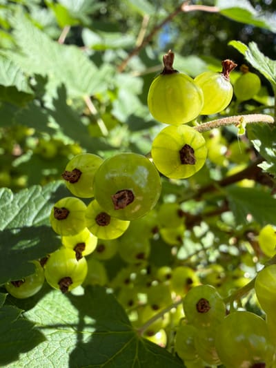 The image shows a close-up of unripe green currants on a bush. The currants are round and translucent, with a dark brown calyx at the stem end. They are clustered together on thin stems, surrounded by green leaves. The background is blurred, suggesting a shallow depth of field, with dappled sunlight filtering through the foliage. The scene appears to be outdoors, in a natural setting, possibly a garden or a wild bush. The location is described as Timonovo, Russia.