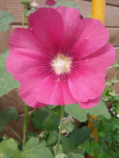 A close-up, eye-level, vertical shot shows a bright pink hollyhock flower with prominent veining on its petals. The center of the flower is a lighter yellow with white stamens. A tiny black insect is visible on the upper right petal. The background features green leaves, a blurred brown wooden fence, and a blurred yellow post. The image appears to have been taken outdoors, in natural light. The location is described as Тайсуганово, Russia.