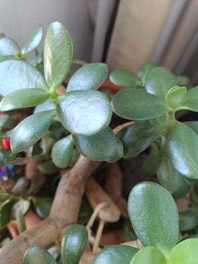 A close-up shot focuses on the succulent leaves and woody stem of a jade plant, likely indoors, with a blurred background suggesting a window with blinds. The lighting indicates it is daytime. There are no people or animals present in the image. The environment appears to be a domestic setting, possibly a home in Sant'Andrea in Besanigo, Italy, given the context.