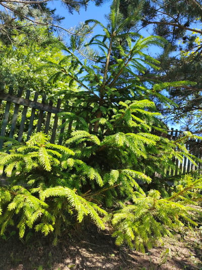 The media file depicts a close-up of a young spruce tree with bright green needles, illuminated by sunlight. The tree is situated outdoors in a garden or yard. Behind the spruce tree, a weathered wooden fence can be seen, with more foliage and trees visible beyond it. The sky above is clear and blue, indicating a sunny day. The ground beneath the tree is covered in dark soil with some sparse green weeds. The overall impression is that of a peaceful, natural outdoor setting on a bright, clear day, likely in a rural or suburban area of Belarus. There is no visible text in the image.