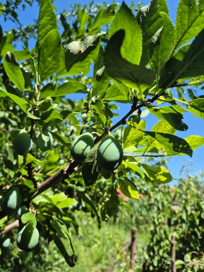 A close-up, eye-level shot shows unripe green plums hanging from a plum tree branch against a bright blue sky. Sunlight filters through the leaves, casting dappled shadows on the fruit and foliage. Several leaves show minor damage, with small holes and brown spots. In the background, the blurry outline of more greenery and a wooden fence suggests a garden or orchard setting. The image was captured in Sadina, Bulgaria.