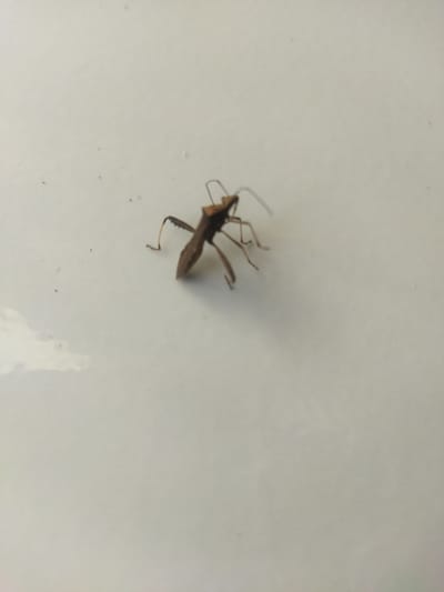 A single, small, brown insect with long legs and antennae is captured in a close-up, top-down shot. The insect is positioned on a plain, light-colored surface, likely indoors. The background is out of focus, with a slight sheen suggesting it might be a reflective material like laminate or polished plastic. There are no other objects or individuals visible in the frame. The lighting appears to be from above, casting subtle shadows. The image does not provide any information that would allow for a location in Lancokpanteara, Indonesia, or any other specific geographical location.