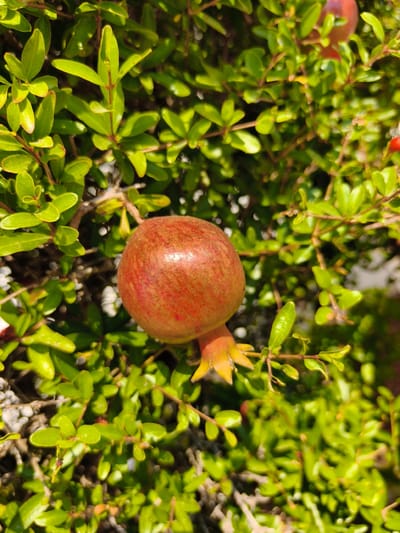 A single, small, reddish-pink pomegranate, no larger than a golf ball, hangs from a branch amidst dense, vibrant green foliage. The pomegranate is round with a slightly textured surface and shows some red striations. The sepals at its base are a yellowish-orange color. The surrounding leaves are small, oval, and glossy, with some tinged with red along their edges. The background is a blur of more green leaves and branches, suggesting a natural outdoor setting. The lighting indicates it is daytime, with sunlight illuminating the fruit and leaves. The image is taken from a close-up perspective, focusing on the pomegranate. The scene is likely located in Dehesa De Campoamor, Spain, given the typical Mediterranean vegetation. There are no people or animals visible in the image.