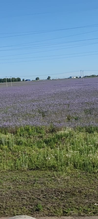 The image depicts a vast field of purple flowers under a clear blue sky with visible power lines. In the distance, there are trees, buildings, and utility poles. The foreground shows a patch of green grass with some white flowers, transitioning to dark, muddy ground. The scene appears to be a rural landscape in Russkii Pakshin, Russia, on a sunny day.