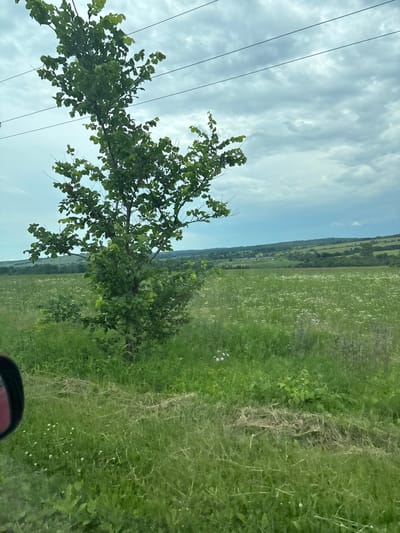 The image shows a landscape scene on a cloudy day. In the foreground, a tree with green leaves stands in a grassy area. To the right, a field with scattered white and purple wildflowers extends into the distance. Further back, rolling hills covered in trees and vegetation can be seen, with a few buildings visible in the far distance. Overhead, power lines stretch across the sky. On the left side of the image, a portion of a red car's mirror is visible, indicating the photo was taken from inside a vehicle. The scene is set in a rural area, likely Ивано-Казанка, Russia, given the context.