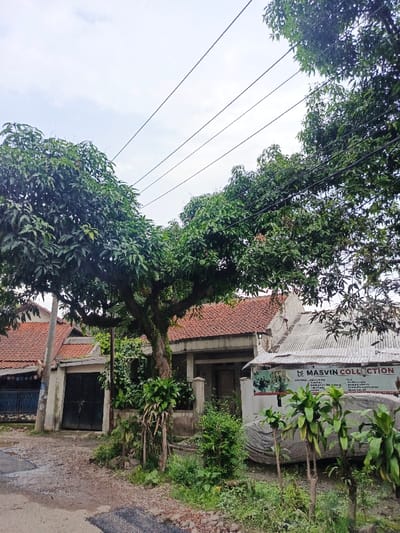 A residential scene features a tree with thick foliage covering the foreground and obscuring portions of two houses. The house on the right displays a sign reading "Masvin Collection." Power lines stretch across the sky above the trees. A narrow, cracked road or path leads towards the houses, bordered by overgrown vegetation. The overall atmosphere suggests a quiet, possibly rural or suburban, setting.