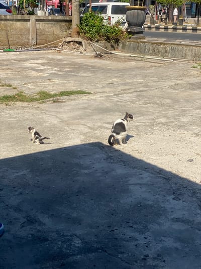 Two cats are present in the foreground on a concrete surface. The cat on the left is smaller and appears to be a kitten, with black and white markings. It is sitting and facing to the left. The larger cat on the right is also black and white, with its body curled and its tail raised. It is sitting and facing to the right. A shadow from an unseen object falls across the concrete, obscuring parts of both cats.
In the background, a concrete wall with brickwork is visible. Green foliage grows over the wall and the surrounding area. Pipes and some debris are scattered on the ground near the wall. Beyond the wall, a street is visible with vehicles and buildings, suggesting an urban or semi-urban environment. The overall scene is outdoors, under bright daylight, indicated by the distinct shadows. The location is identified as Sungai Paring, Indonesia.