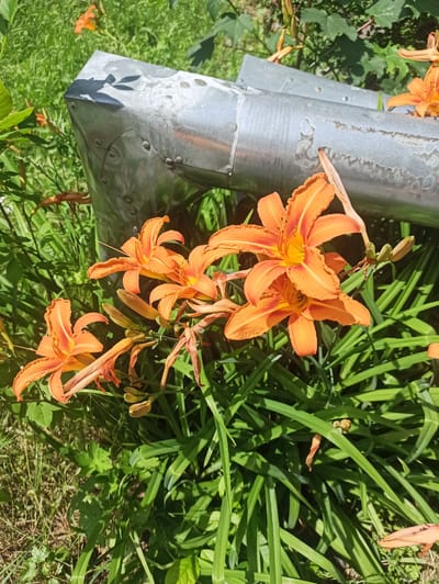 In Verkhnii Lars, Russia, a close-up, eye-level shot captures a cluster of vibrant orange daylilies blooming amidst lush green foliage. A portion of a weathered, metallic structure, possibly a gutter or downspout, is visible in the upper right quadrant of the image, positioned diagonally. The structure appears to be made of galvanized metal and shows signs of age and wear, with visible rivets and a distressed surface. The sunlight casts dappled shadows on the metallic surface and illuminates the delicate petals of the lilies. The background consists of an out-of-focus green lawn and hints of darker green foliage. The scene appears to be an outdoor garden or roadside environment. There are no people or animals present in the frame.