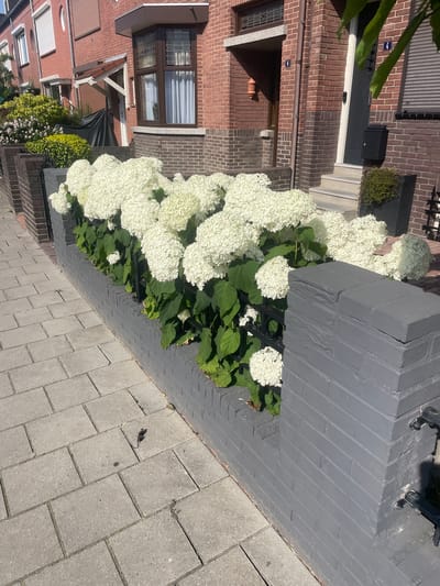 The image shows a close-up view of a row of white hydrangeas in full bloom. The flowers are large and spherical, with many small petals. They are growing in a planter box that is painted a dark gray color, which is made of brick. The planter box is situated next to a paved walkway made of light gray rectangular bricks. In the background, there is a brick building with red brickwork and a dark gray door. There is also a window with white blinds. The scene appears to be outdoors on a sunny day, as evidenced by the shadows cast on the walkway and the bright lighting. The overall impression is one of a well-maintained garden or outdoor space. There is no text visible in the image.