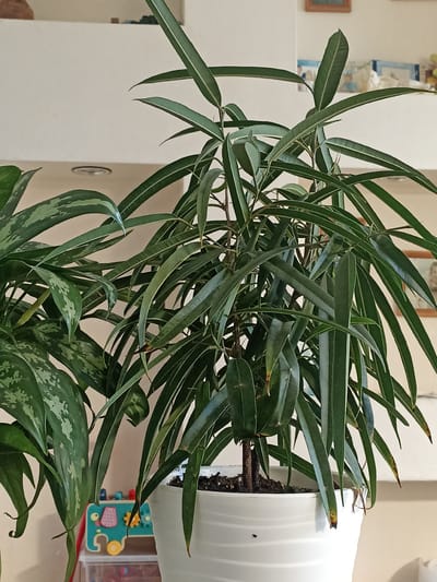 This is a close-up, eye-level indoor photograph of a healthy potted plant with long, narrow green leaves. The plant is the primary subject, filling most of the frame. It is situated in a white, ridged pot. To the left of this plant, partially visible, is another plant with broader, variegated green leaves.
The background is soft and out of focus, suggesting an indoor environment. There are hints of shelving and possibly some framed pictures or artwork on a wall. A portion of a child's toy is visible at the bottom of the frame, featuring colorful shapes and gears. The lighting appears to be natural, likely from an interior light source or diffused daylight, creating a soft glow on the plants and background. There is no visible text in the image. The overall mood is calm and domestic.
