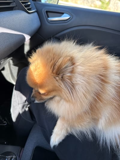 A tan Pomeranian dog is resting on a person's lap inside a car. The dog is positioned in the upper center of the frame. The car's interior is visible, including the dashboard, door panel, and center console. The location is unknown and cannot be determined to be in Fréjus, France.