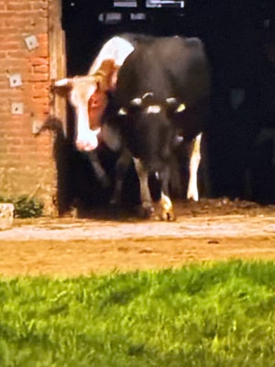 The image shows two cows partially visible in what appears to be a barn or stable. One cow is black and white, with its head and front body visible. The other cow, mostly hidden behind the first, has a white face with brown markings and a white body. The cows are standing on a dirt or gravel surface. To the left, a brick wall is visible, with some square indentations. The background is dark, suggesting it is either an interior space or nighttime. In the foreground, a patch of green grass is visible. The image appears to be taken in Springboro, United States of America.