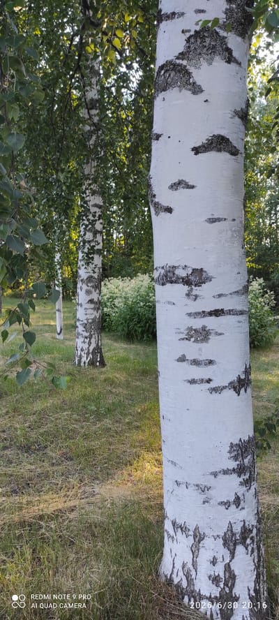 The image shows a close-up view of birch tree trunks with their distinctive white bark marked by dark, irregular patches. The perspective is horizontal, with the trees appearing to run across the frame. In the background, there is lush green foliage and a grassy area. The lighting suggests it is either early morning or late afternoon, with sunlight casting a warm glow on the grass. The overall scene evokes a peaceful, natural setting.
Visible text includes a watermark in the lower right corner that reads "REDMI NOTE 9 PRO AI QUAD CAMERA" and a date stamp "2026/6/30 20:16". The location context provided is Joutsa, Finland. There are no people visible in the image, nor is any specific activity taking place. The focus is solely on the texture and appearance of the birch trees and their natural surroundings.