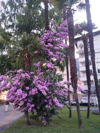 In Muralto, Switzerland, a street scene unfolds featuring lush vegetation against a backdrop of buildings. A person, partially visible and walking away from the camera, is on a paved walkway bordered by a strip of grass. The walkway is marked by a yellow line. Dominating the foreground is a vibrant bougainvillea plant laden with pinkish-purple flowers, partially obscuring several tall palm trees with rough, dark bark. Behind the foliage, a multi-story white building with numerous windows and balconies is visible. A few cars are parked in front of the building. The lighting suggests it is either early morning or late evening.
