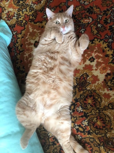 An overhead shot shows an orange tabby cat lying on its back on a patterned rug. The cat has its paws up in the air and its mouth is slightly open. A turquoise-colored object, possibly a pillow, is on the left side of the frame, partially obscuring the cat. The rug has a complex pattern with colors of orange, brown, black, and yellow. The scene is indoors, with no indication of the city of Krasnozatonsky, Russia.