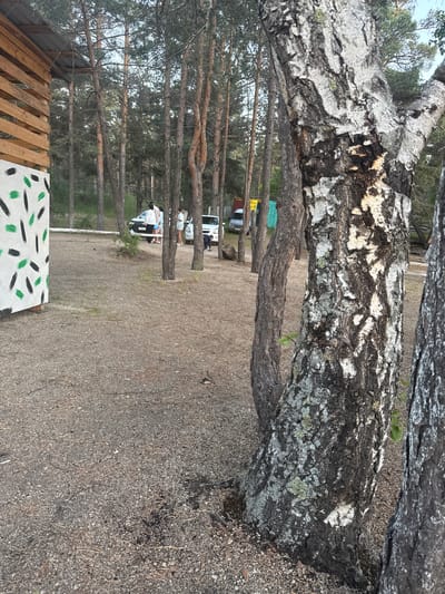 The original image, oriented sideways (rotated 90 degrees clockwise), captures an outdoor scene in a forested area, identified as Zerendi, Kazakhstan. In the immediate foreground, a large tree trunk, likely birch or a similar species, extends horizontally across the frame, showcasing its textured, dark bark with prominent white and grey patches, some covered in lichen. The ground beneath is a mixture of gravel and dried pine needles. To the lower left, part of a rustic wooden structure, possibly a fence or shed, is visible next to a white board decorated with irregular green and black brush strokes.
In the midground, a sparse pine forest stretches into the distance, characterized by numerous tall, slender tree trunks. Several white cars are parked among these trees. A small group of people is gathered near the vehicles; one person is seen seated in the open trunk of a white car, while others are standing or sitting nearby, suggesting a casual gathering or camp. A yellow sign next to one of the cars partially displays the Russian word "ПРОКАТ" (RENTAL).
The background consists of more dense forest under a soft, diffused light, indicating either an overcast day or late afternoon. The scene depicts a recreational or camping spot within the pine forest, with vehicles and individuals engaged in leisure activities. The image's orientation adds an unusual perspective to the natural setting.