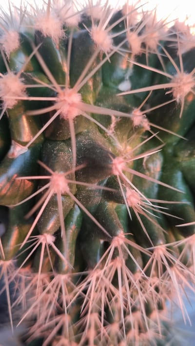 This is an extreme close-up, macro photograph of a cactus. The green, ribbed body of the cactus is visible, covered in numerous sharp, pale spines. The spines are clustered around the ribs and have a slightly fuzzy appearance at their base. The lighting highlights the texture of the cactus and its spines, with some areas appearing shiny due to reflection. The background is blurred and indistinct. There is no information about the city of Aleksin, Russia, or any people, actions, interactions, or environmental context within the image itself.