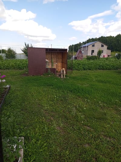 In the city of Gafurovo, Russia, a medium-sized dog stands outside a partially enclosed doghouse. The doghouse is constructed with a brown, opaque material on its back and sides, and a metal cage-like front. The dog is light-colored, with a slightly lighter muzzle and chest, and it is facing the camera. Behind the doghouse, a field of green plants stretches towards a wooded area. In the background, a two-story house with a grey roof and light-colored brick walls is visible, along with a smaller red wooden structure. The sky is blue with scattered white clouds. The foreground consists of a well-maintained grassy lawn.