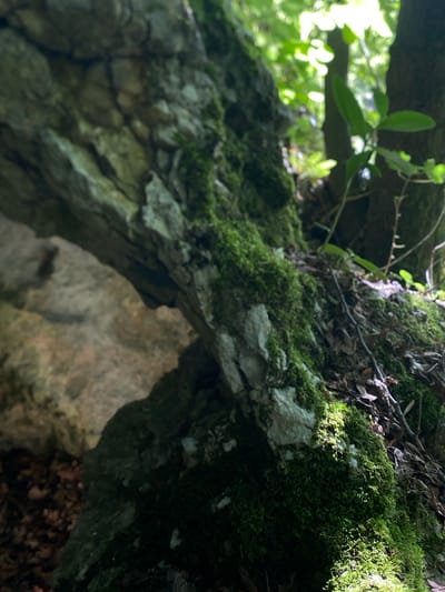 This image depicts a close-up view of a moss-covered rock face and surrounding forest floor. The foreground is dominated by textured rocks with patches of vibrant green moss. In the background, trees and dappled sunlight filtering through leaves create a sense of depth and a natural, outdoor environment. The scene appears to be located in a forested area, possibly a park or natural reserve. No specific landmarks or urban elements are visible, making it impossible to pinpoint a location within the city of Paracin Municipality, Serbia based solely on this image.
