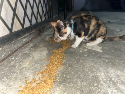 A calico cat with a teal collar is eating dry cat food that is scattered on a concrete ground. Another cat, mostly obscured by the calico cat, is also eating the food. The cats are near a black metal gate with diamond-shaped openings. The scene appears to be outdoors, possibly in a yard or alley. The location is identified as Lampeudaya, Indonesia, though this detail is not visually evident in the image.
