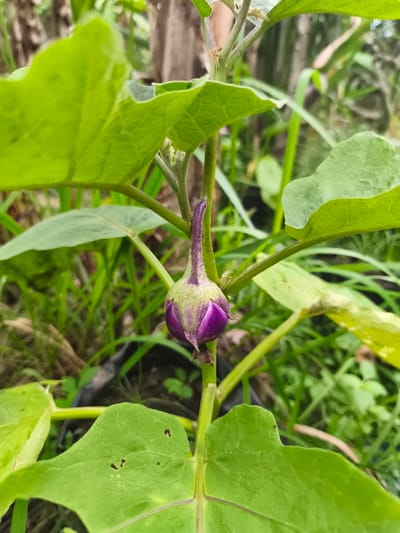 A close-up, vertical shot depicts a developing eggplant fruit (Solanum melongena) on its plant, located in Teumpokteungku, Indonesia. The fruit, approximately 5-7 cm in length, displays a deep purple hue at its base, transitioning to a lighter purple and green calyx, from which a purplish-green stem extends upwards. A singular, clear water droplet adheres to the green calyx on the right side of the fruit. The fruit is surrounded by large, vibrant green leaves with visible venation. The plant's main stem is green and appears sturdy. The background is softly blurred, revealing dense green foliage, consistent with an outdoor garden setting. A dark, possibly black, planter bag is partially visible on the ground in the lower-left background. No people or animals are present. The scene is illuminated by natural daylight.