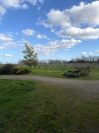 The scene depicts a vineyard landscape in Mauléon-d'Armagnac, France, under a blue sky with scattered cumulus clouds. A dirt path curves from the lower left across an area of green grass, then ascends into the mid-ground. The mid-ground features rows of bare grapevines, indicative of dormancy or early spring, stretching over gently rolling terrain. To the left of the path, a single deciduous tree with yellowish-green foliage stands next to dense green shrubbery. To the right of the path, a small circular planter holds white and yellow flowers. The horizon is marked by a distant line of bare deciduous trees. No individuals, actions, or interactions are present.