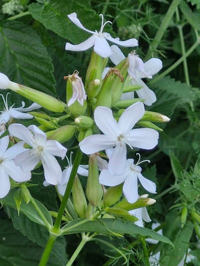 This image showcases a cluster of white flowers with delicate petals, likely a species of Silene, commonly known as campions or catchflies. The flowers are in various stages of bloom, with some fully open and others still in bud. Their petals are notably notched or deeply divided, giving them a somewhat feathery appearance.
The flowers are growing on slender green stems, interspersed with long, narrow green sepals that are fused to form a characteristic inflated calyx, some of which are tinged brown at the tips, suggesting they are past their prime. The background is a lush, verdant blur of green leaves and thin, reedy stems, indicating a natural, outdoor setting. The lighting suggests it is daytime, possibly late morning or afternoon, with diffused sunlight that highlights the white of the petals against the darker green foliage. There are no people or animals visible in the frame, and the focus is entirely on the botanical subjects. The image evokes a sense of natural beauty and the quiet unfolding of life in a garden or wild meadow. There is no visible text in the image. The location context provided places this scene in Қонысбай, Kazakhstan.