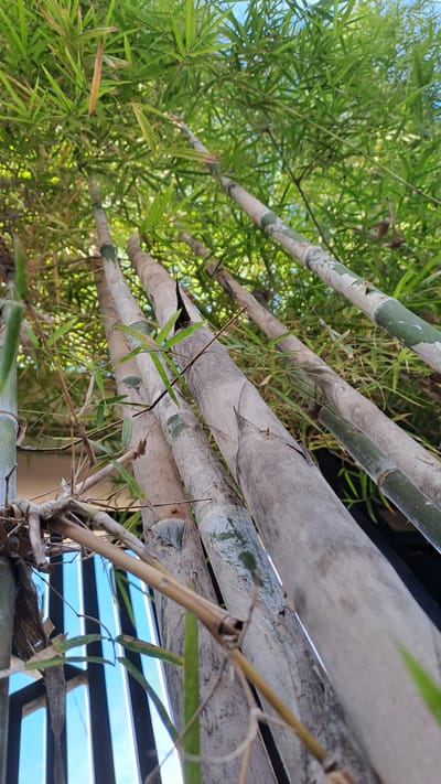 The image is a low-angle shot looking up at a grove of bamboo stalks. The bamboo is varied in color, with some stalks appearing pale gray and others showing streaks of green. The bamboo leaves are a vibrant green and create a dense canopy overhead, with glimpses of a bright blue sky visible through the foliage. In the foreground, some smaller bamboo branches and dried leaves are present. A reflection of a black and blue striped fence or railing is visible on one of the bamboo stalks in the lower left portion of the image, suggesting the bamboo is near a man-made structure. The overall impression is one of lush, natural growth. The image does not contain any people or explicit actions. No location information is present in the image itself.