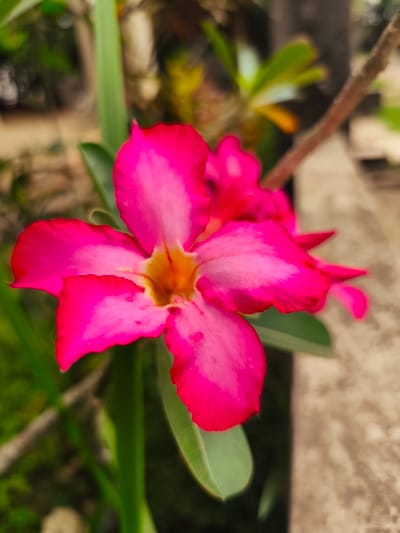 A close-up, shallow depth-of-field photograph taken in Teumpokteungku, Indonesia, depicts a single blooming Adenium flower, commonly known as a Desert Rose. The flower, centrally positioned and in sharp focus, exhibits five prominent petals, each displaying a gradient from deep magenta at its outer edge to a lighter pink hue towards the center. The throat of the flower is a distinct yellow-orange. Minimal surface imperfections or small droplets are visible on some petals. Blurred green foliage, consisting of leaves and stems, occupies the immediate foreground and parts of the mid-ground. The background, largely out of focus, includes a light brown or grey textured surface, consistent with a concrete wall or planter, positioned to the right. A dark brown, slender, branch-like object is visible diagonally in the upper right background. The scene is illuminated by natural light, indicating an outdoor setting. No individuals or specific actions are captured in the frame.