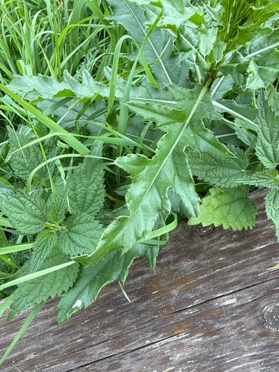 The image is a close-up, high-angle shot of various green plants, including nettles and what appears to be a thistle, growing alongside a weathered wooden surface. The wooden surface is oriented diagonally from the bottom right to the top left of the frame, showing texture and grain. The plants are lush and vibrant, with some leaves showing serrated edges and spiky protrusions. The lighting suggests it is daytime, with natural light illuminating the scene. There are no people, animals, or man-made structures other than the wooden surface visible in the image. The setting appears to be outdoors, possibly in a garden or natural area, with no specific indicators of an urban environment beyond the implied general location. It is not possible to determine the location within Ridabu, Norway from the image alone.