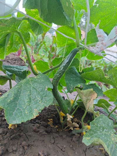 This media file depicts a close-up view of a cucumber plant growing in a garden. The plant is supported by a white trellis or netting structure. Several green cucumber fruits are visible, with one prominently displayed in the center of the frame, curving upwards. The plant has large, dark green leaves with some yellow spotting, indicative of possible nutrient deficiency or disease. Small yellow cucumber flowers are also present, along with some dried, brown leaves at the base of the plant, suggesting it might be an established plant with new growth. The soil is dark brown and appears somewhat dry and cracked, with some organic matter visible. In the background, other plants with reddish stems are growing, and a blurry, indistinct structure, possibly a greenhouse or fence, can be seen. The overall impression is a garden setting, likely in an outdoor environment, with natural lighting suggesting daytime. No people, text, or specific weather conditions are discernible, but the setting of Kazakhstan, along with the type of plant and soil conditions, hints at a rural or agricultural context.
