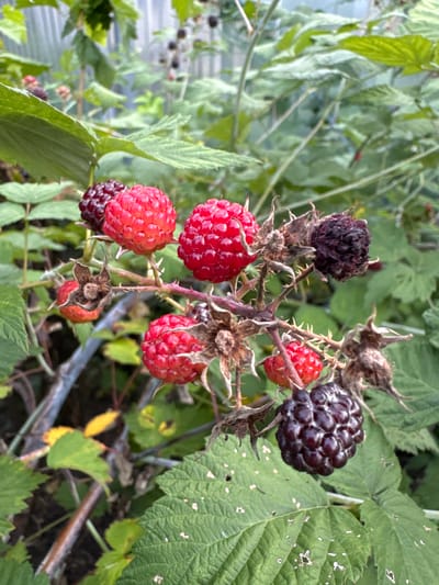 In the city of Энергетик-2 Снт, Russia, a close-up, eye-level view captures a raspberry bush laden with ripe and overripe berries. The focus is on a thorny branch with several raspberries, some a vibrant red, others a deep purplish-black, and one shriveled and dark. The background is a blur of green foliage and hints of a light-colored fence, suggesting an outdoor garden setting. The lighting is natural and diffused, creating a slightly soft focus effect. There are no people or animals visible in the image.