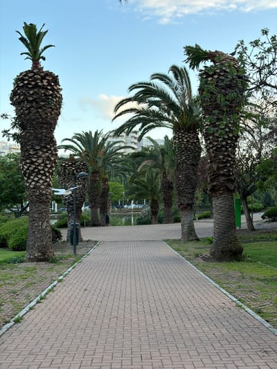 The image shows a palm-lined pedestrian walkway in Arroyo De La Miel-Benalmadena Costa, Spain. The walkway is paved with light brown rectangular bricks and runs parallel to a row of mature palm trees. The trees are varying in size and have textured, dark brown trunks. The fronds of the palms are green, with some obscuring the buildings in the background. Several lampposts are visible along the walkway. There are patches of grass and greenery between the walkway and the trees. In the background, there's a glimpse of white buildings, suggesting an urban setting. The sky is light blue with sparse clouds. The scene suggests a well-maintained public space or park within a city.