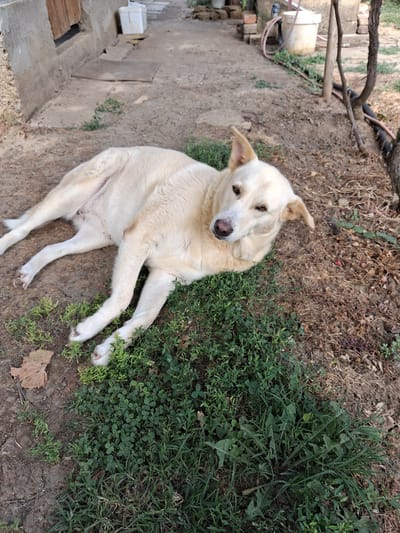 A light-colored dog is lying on the ground in what appears to be a yard. The dog is facing left, with its head turned towards the camera. It is a medium-sized dog with floppy ears and brown eyes. The ground is a mix of dirt and grass. In the background, there is a building with a wooden door and a white bucket. There are also some trees and bushes. The scene appears to be in an outdoor setting, possibly a rural or suburban area.