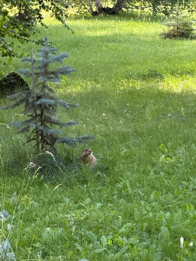 A marmot is seen sitting in the grass near a small pine tree. The marmot is light brown with a bushy tail. It is facing to the left and appears to be looking at the camera. The pine tree is dark green and has a thick trunk. The grass is tall and green, with some wildflowers mixed in. In the background, there are trees and a patch of sunlight. The scene appears to be in a park or a natural area. The location is Duvankul', Russia.