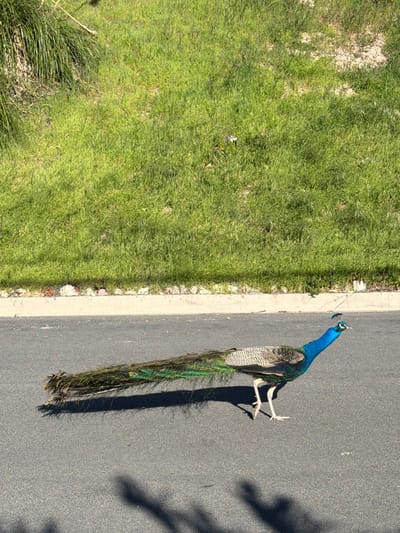 A peacock stands on a paved surface adjacent to a grassy area. The peacock has vibrant blue plumage on its head and neck, transitioning to iridescent green and brown tail feathers. The paved surface appears to be a road or walkway, with a concrete edge separating it from the grass. Shadows, possibly from trees or foliage, are visible on the pavement. The image is taken from a slightly elevated perspective.