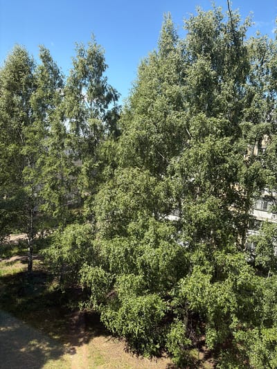 The image depicts a view of trees and a building in Ruzaevka, Russia. The trees are dense and leafy, with their branches partially obscuring the facade of a multi-story building. The sky above is clear and blue. The ground below the trees appears to be a mixture of grass and dirt, with shadows cast by the foliage. The overall scene suggests a residential area with greenery.