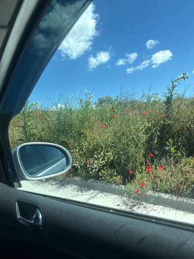 The image is a view from inside a vehicle looking out the passenger side window towards a roadside landscape. The foreground shows the interior of the car, including a black door panel with a silver door handle, and a portion of the window frame. The middle ground features a silver side-view mirror reflecting the sky and some of the surrounding vegetation. Beyond the mirror, a vibrant field of green foliage is visible, interspersed with numerous small red poppy flowers and white wildflowers. The sky is a bright blue, with scattered white cumulus clouds. The scene appears to be a rural or semi-rural setting, possibly along a road. Based on the context of Suvorovo, Bulgaria, this image depicts a natural landscape typical of the region during springtime or early summer.