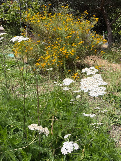 This is an outdoor, close-up, eye-level shot of a garden in Berkeley, California. In the foreground, there are clusters of white flowers with delicate petals. These flowers are set against a backdrop of lush green foliage. Behind the white flowers, a large bush covered in small yellow flowers is visible, with a tree trunk to its right. The ground is covered in a mix of dry grass and dirt. The scene is bathed in natural sunlight, creating a bright and airy atmosphere. There are no people or animals present in the image.