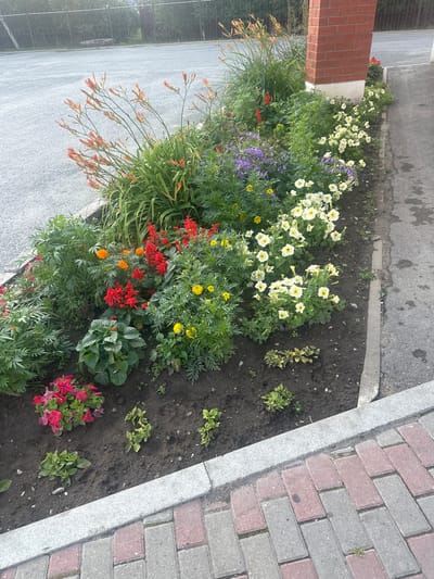 A raised flower bed runs along a paved walkway in Yarkovo, Russia. The flower bed is filled with a variety of colorful flowers, including orange daylilies, red salvia, purple bellflowers, and yellow petunias. The flowers are lush and healthy, and they create a vibrant display of color. In the background, a black metal fence can be seen, and beyond that, a gray asphalt road. The scene appears to be a well-maintained public space.