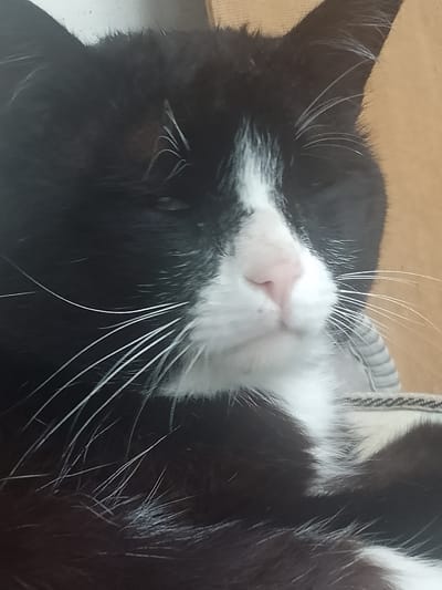 A close-up, head-on, indoor shot shows a black and white cat with green eyes and a pink nose. The cat's fur is fluffy, and its whiskers are prominent. The cat is lying down, with its eyes partially closed, appearing relaxed. The background is blurred and consists of a light-colored wall and a woven texture. No specific details about the city of Gerbi, Russia, are visible in the image.