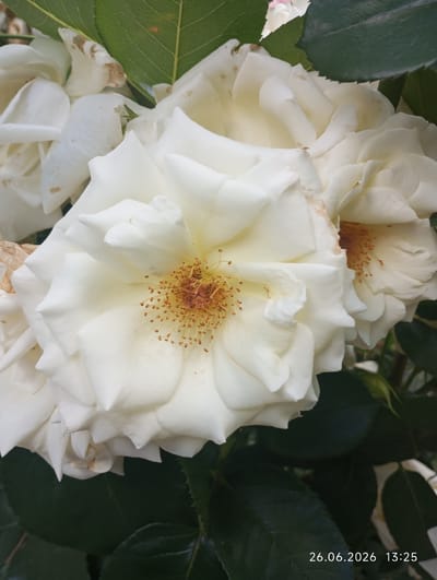 This media file is a close-up photograph of white roses. The central subject is a fully bloomed white rose with delicate petals and a prominent cluster of yellow stamens in the center. Several other white rose blooms and green leaves are visible in the background, suggesting the roses are growing outdoors. The lighting suggests it is daytime.
In the bottom right corner of the image, there is visible text that reads "26.06.2026 13:25," indicating the date and time the photograph was taken. This text is superimposed on the image.
The setting appears to be a garden or a natural outdoor environment where roses are cultivated. The image is characterized by its focus on the floral subjects, with the petals and stamens of the roses rendered in detail. The overall mood is serene and natural, highlighting the beauty of the flowers. There are no people or animals in the frame. The mention of Serhiivka, Ukraine, provides a geographical context for the image.