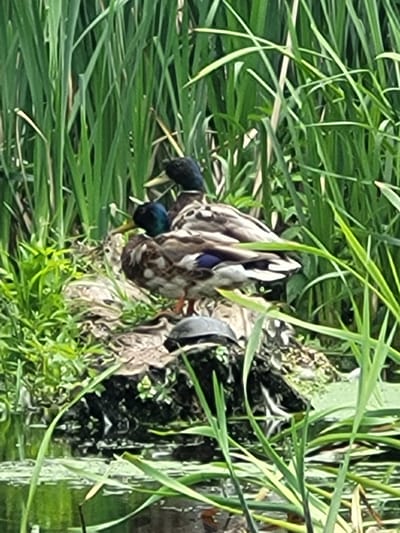 The image shows two mallard ducks nestled in tall green grass, possibly near a body of water. The ducks are facing towards the left of the frame, with their heads low. One duck's head is clearly visible, showing a dark, iridescent green head. The other duck's head is partially obscured by the first duck's body. The ducks have brown and white mottled plumage. The grass is lush and green, with some blades arching over the ducks. The overall impression is one of a natural, peaceful scene. The lighting suggests it is daytime, and the abundance of green foliage implies a temperate climate. The specific location cues are not evident, beyond the presence of water and vegetation suitable for waterfowl. There is no visible text in the image.