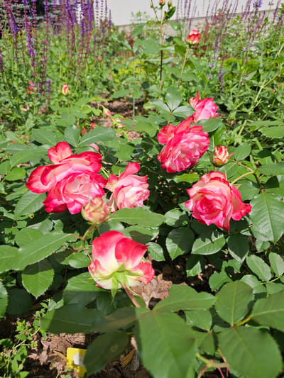 The image shows a close-up view of a rose bush with several pink and white roses in bloom, along with some unopened buds. The roses have delicate petals with edges of deep pink fading to white in the center. They are surrounded by lush green leaves and some dark brown mulch on the ground. To the left of the roses, a patch of purple flowers, possibly lavender or salvia, is visible, adding a contrasting color to the scene. The lighting suggests it is a bright, sunny day, casting shadows on the leaves and ground. The overall impression is a vibrant and serene garden setting. The location is identified as Березка Снт (красногорский Р-н), Russia. There is a small yellow tag with some faint writing visible on the ground near the bottom right of the image, but the text is not legible.