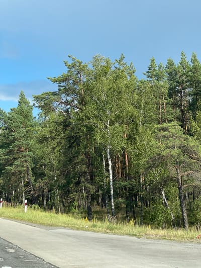 The image captures a scenic view of a roadside forest on a clear day in Makalevychi, Ukraine. A paved road occupies the foreground, with its surface showing signs of wear and tear. To the left of the road, a grassy verge is bordered by a line of white and red marker posts. Beyond the verge, a dense forest stretches into the background, featuring a mix of tall coniferous trees and slender birch trees with white bark. The foliage is predominantly green, indicating it is likely summer or early autumn. The sky above is a bright, cloudless blue. The overall impression is one of natural beauty and tranquility adjacent to a roadway.