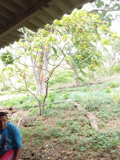 The media file shows a man sitting outdoors, partially obscured by a blue hooded sweatshirt. He is looking towards the camera with a neutral expression. The setting is a lush, green hillside covered in vegetation and scattered rocks. In the background, several trees are visible, with one large, light-colored tree trunk dominating the mid-ground. The scene appears to be in a rural or natural environment, possibly a garden or a forest clearing. A corrugated roof structure is visible in the upper left corner, suggesting a simple shelter or overhang. The lighting suggests it is daytime, with overcast or diffused light, as there are no harsh shadows. The overall impression is a candid snapshot of a person in a natural setting. No text is visible in the image.